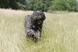 BOUVIER DES FLANDRES 038